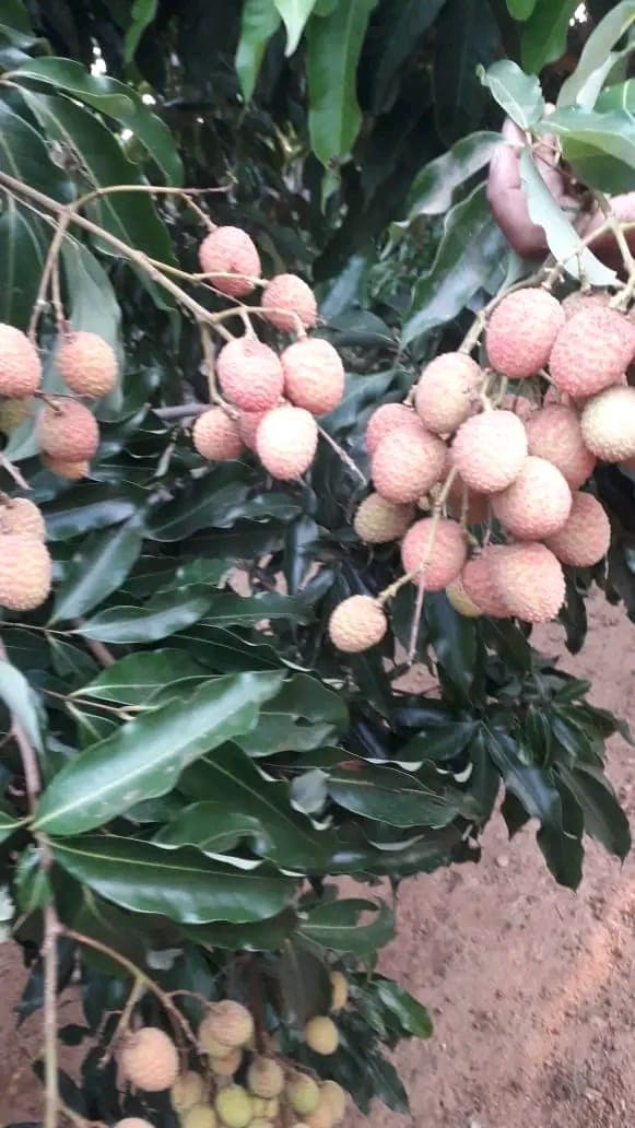 Litchi Orchard in Campus